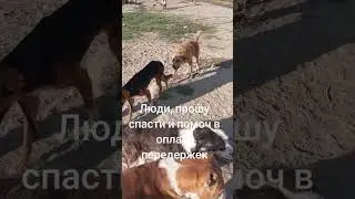 Животные ищут ДОМ!!! Animals are looking for a HOME!!!