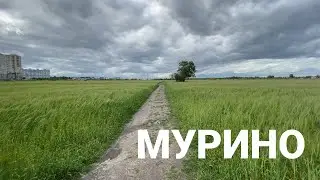 Поле, Мурино | Таймлапс