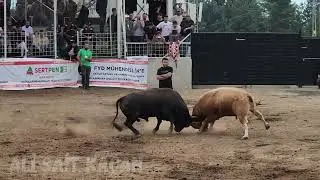 KRALLARIN MÜCADELESİ / KAFKAS  -   İSO  / KAFKASÖR 2024