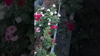 розы