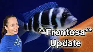 Update on my Frontosa Colony - 265 gal Tank 
