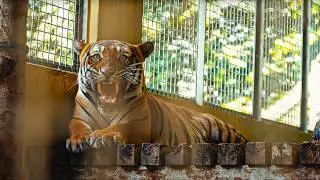 The Dark Web: Wildlife Clickbait