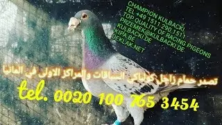تصدر حمام زاجل كولباكي السباقات والمراكز الاولى في المانيا| BEST OF GERMANY  | Champion Kulbacki
