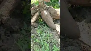 Panen singkong di rumah