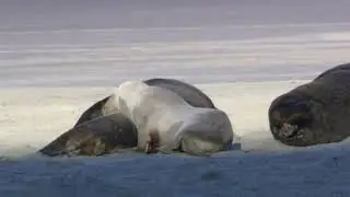 .живая природа.Снимаем с дрона!