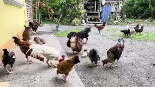 Native Chicken