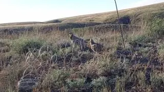 Hunting for chukar oxota na keklik kurapatka