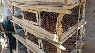Novo VIVEIRO pras codornas e pintinhos