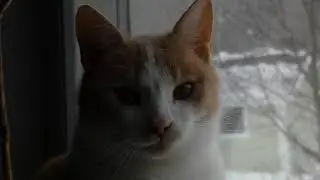 Cat pining for birds