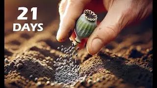 Growing Poppy Plant from Seeds 2