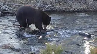 Taylor creek bear today. Awesome site!