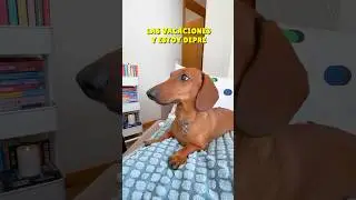 Estoy TRISTE quiero MÁS😭🤗 #teckel #perrosalchicha #dachshund