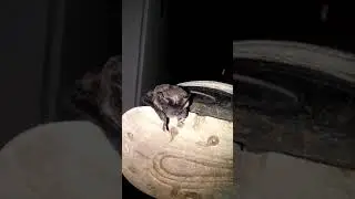 Бэтман дома. Летучая мышь.