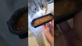 Пробуем корм, #котовасенька #самаялюбимаякошка