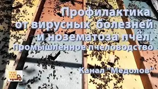 Профилактика  от вирусных  болезней  и нозематоза пчёл.  Промышленное пчеловодство