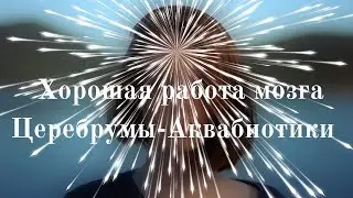Хорошая работа мозга  Церебрумы Аквабиотики