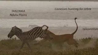 Lionesses hunting for zebra