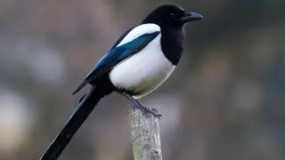 Air Rifle Hunting, Winter Corvids