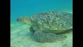 Turtle TW