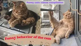 funny behavior of the cats || funny cats videos compilation