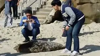 Tourists harass birthing seals and newborns along SD coast