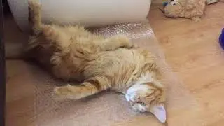 Прикольный кот