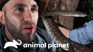 Três mordidas assustadoras | Encontro Selvagem com Coyote Peterson | Animal Planet Brasil