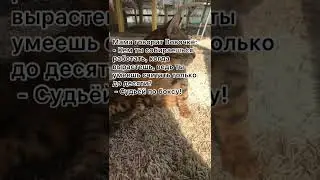 Мама говорит Вовочку… 😁 анекдот от кожаного.