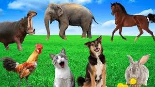 Fascinating Animal Moments - Elephants, Hippos, Dogs, Horses, Cats, Chickens