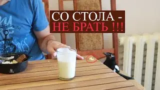 Сорока. Дрессировка). Отучаем сороку хватать со стола #сорока #vinchago #дрессировка