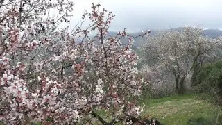 Almond blossom Sataf Israel 2020 פריחת השקדיות סטף ( הסטף ) ישראל