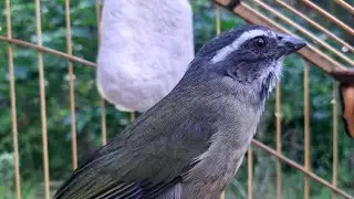 ESQUENTE seu TRINCA FERRO com machiado de trinca ferro no Mato!