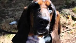 Barkley The Basset 2013 Basset Games Woodburn Oregon