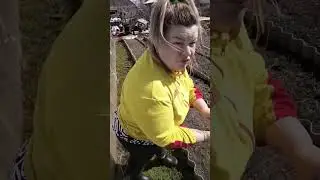 подкормка чеснока,# огород 