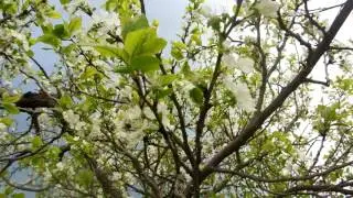 Пчела трудится над опылением сливы