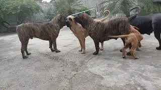Fila Brasileiro clássico, anos 80 e retrô.