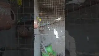 New birds #shorts #budgies #birds
