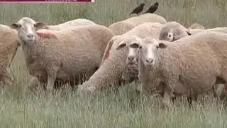 Жители села Алексеевка Белогорского района боятся межнационального конфликта