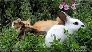Koshlandia, Solnyshko and Bunny Солнышко  Котята и крольчонок  Лето 2015