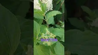 Фантом