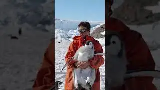 Сколько платят за переворачивание пингвинов 