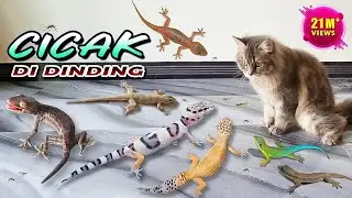 CICAK CICAK DI DINDING | Gecko Cicak Tokek VS Kucing Persia ~ Lagu Cicak - Lagu TerPopuler