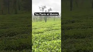 Tea Plants at Munnar #yt #kerala #munnartouristplaces #munnarhills #munnar