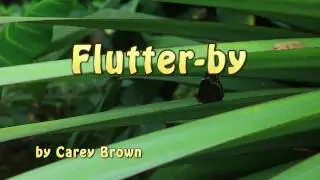 Flutter-by.mp4