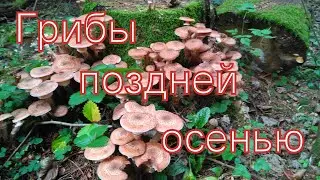 Поход за грибами. Октябрь 2019.