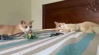 Come, Let's Play..😺😸😻#cutecat