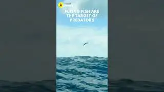 Flying fish are the target of predators. #shorts