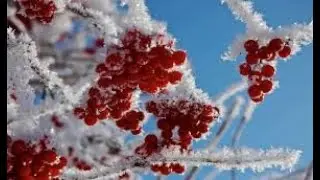 Александр Талин - Рябина