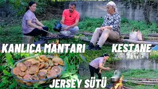 KANLICA MANTARI YERLİ KESTANE ORJİNAL JERSEY SÜTÜ