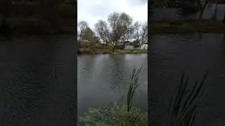 Карась сделал всю рыбалку